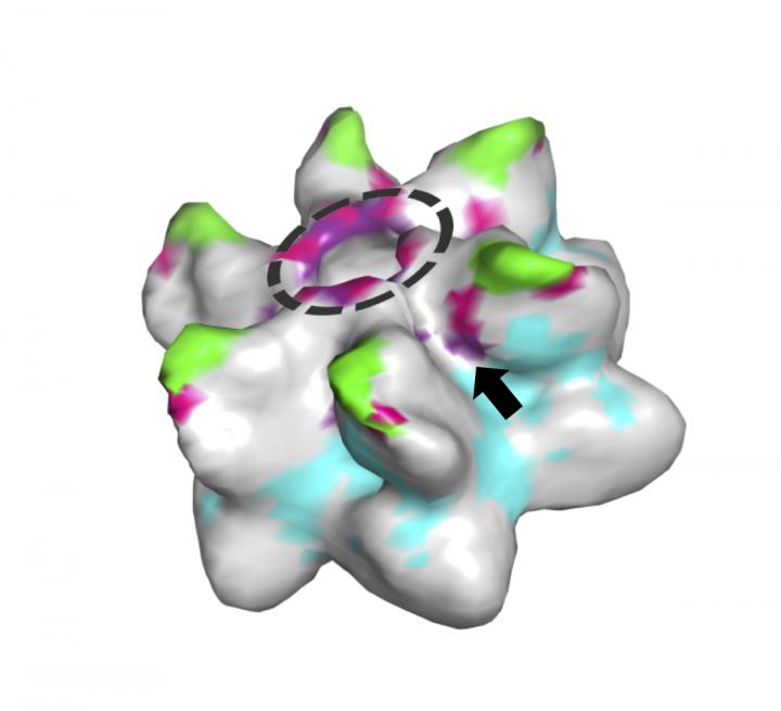 Model of a Retrovirus Capsid Hexamer