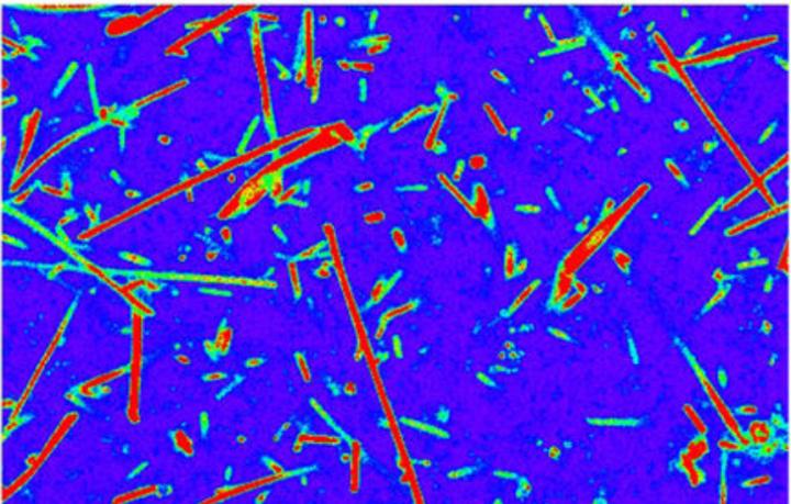 Image Rod-shaped Bacteria 
