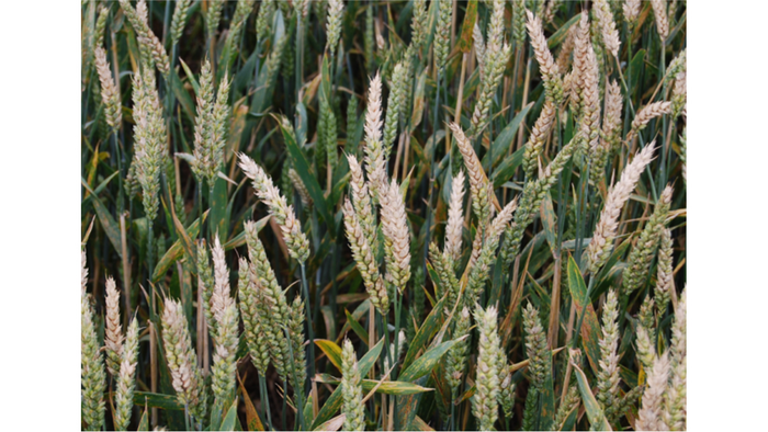 Wheat infected with Fusarium Head Blight