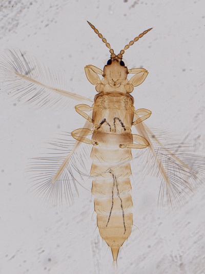 Psalidothrips Ascitus