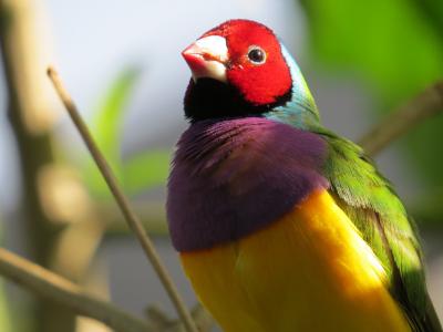 Gouldian Finch