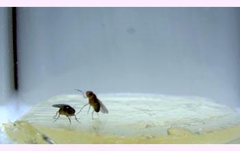 Fighting Fruit Flies: Aggressive Behavior Influenced by Previous Interactions