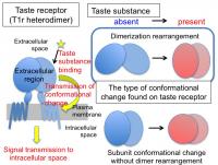 Fig. 2 Conformational Change of T1r Taste Receptor