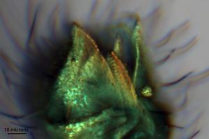 Detail of mouthparts using a confocal microscope (scale bar, 10 μm)