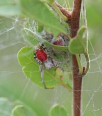 The Most Aggressive Spider Societies Are not Always the Ones that Flourish (1 of 3)