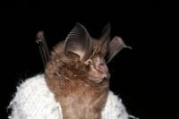 Okinawan Least Horseshoe Bat (Rhinolophus pumilus)