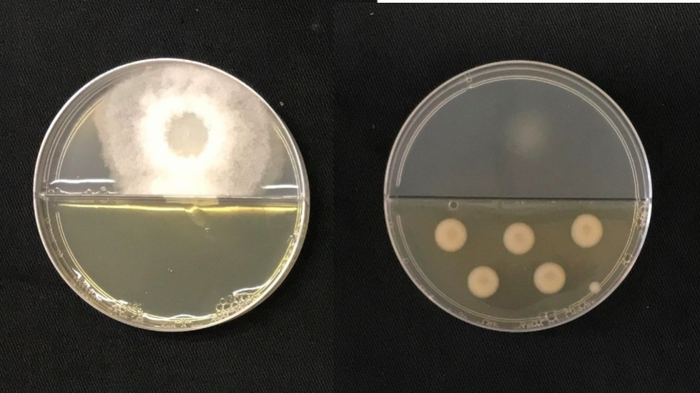 Bacteria capable of killing fungus