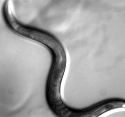 <i>C. Elegans</i>