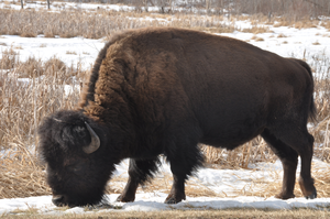 Bison