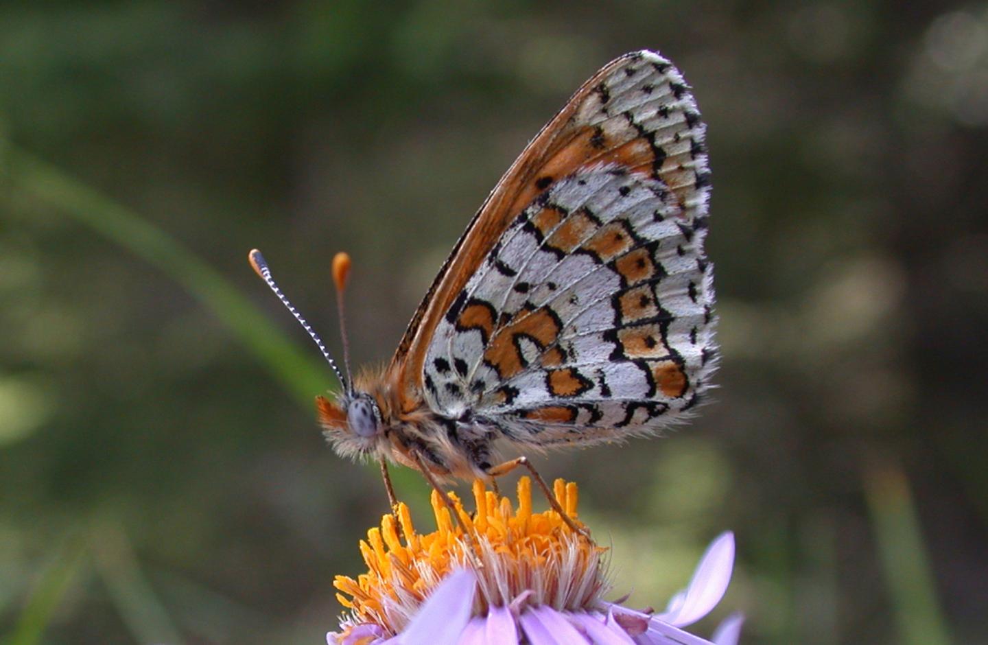 <i>Glanville fritillary</i>