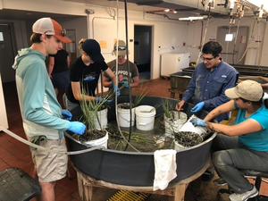 Investigating the Vital Role of Microbes in Coastal Plant Health