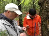 Scientists Check White Oak