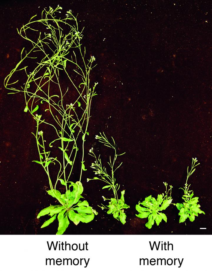 Thale Cress grown without inherited memories (left) and grown with the memories (right)