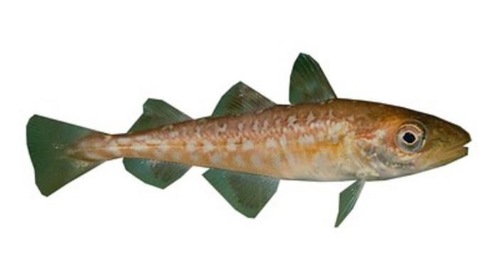 Juvenile Pacific cod