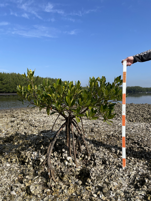 Measuring mangrove on top of oyster reef.jpg