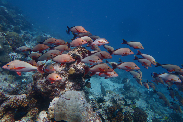Species extinction is a threat for coral reefs