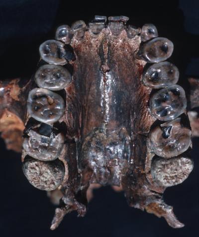 Palate and maxillary teeth of <i>Paranthropus boisei</i>