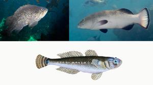 Number of fish species at risk of extinction fivefold higher than previous estimates according to a new prediction