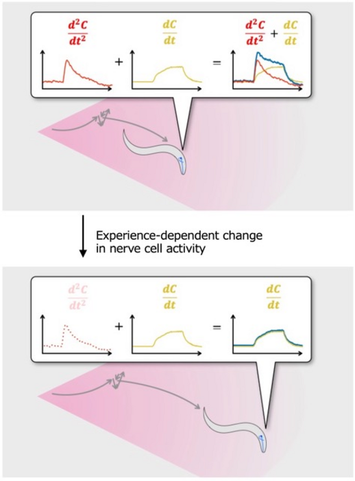 worm and equation