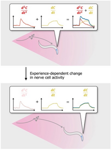 worm and equation