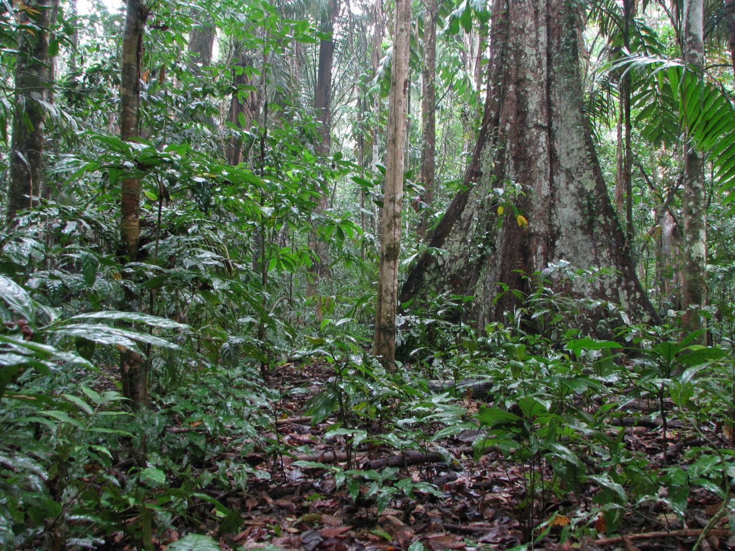 Tropical rainforest in Peru