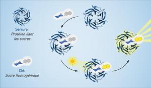 Fluorogenic ''lock and key''