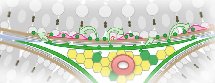 How Sperm Stem Cells Maintain Their Number