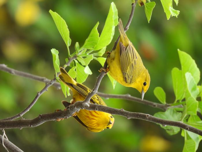 Female, left, and male Galapagos Yellow Warbler - picture by Caglar Akcay, Anglia Ruskin University