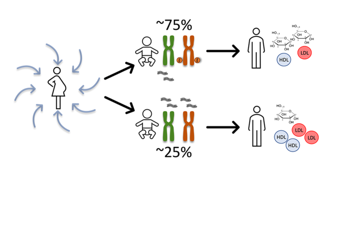 Conditions during pregnancy affect the probability of the nc886 gene being methylated in the maternally inherited chromosome of the child