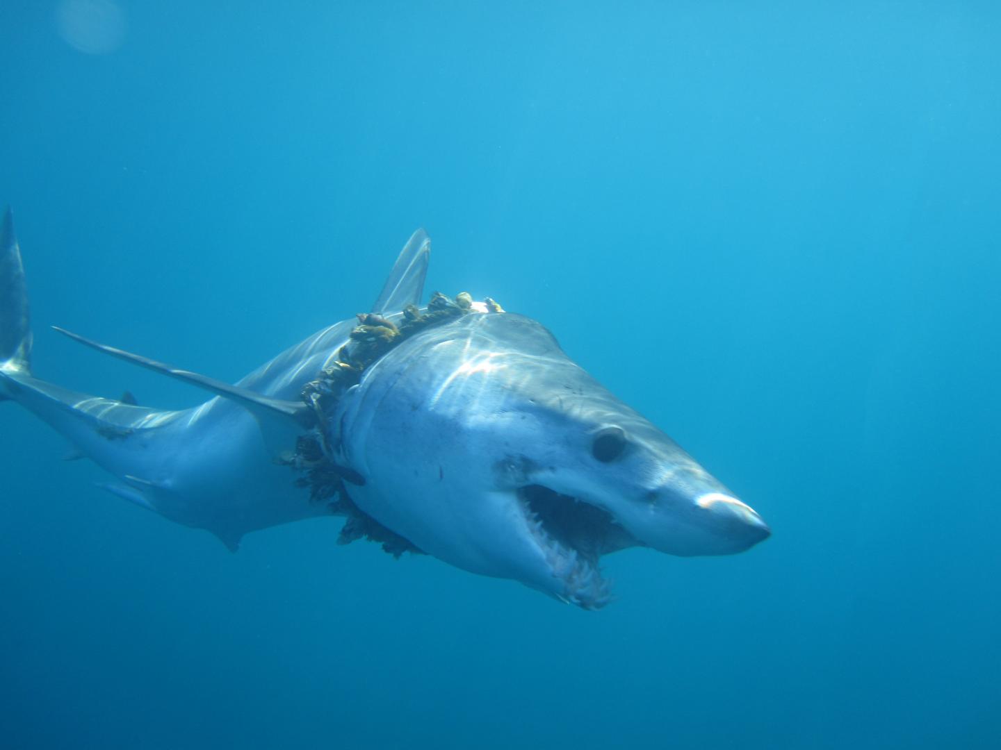 Hundreds of sharks and rays tangled in plasti