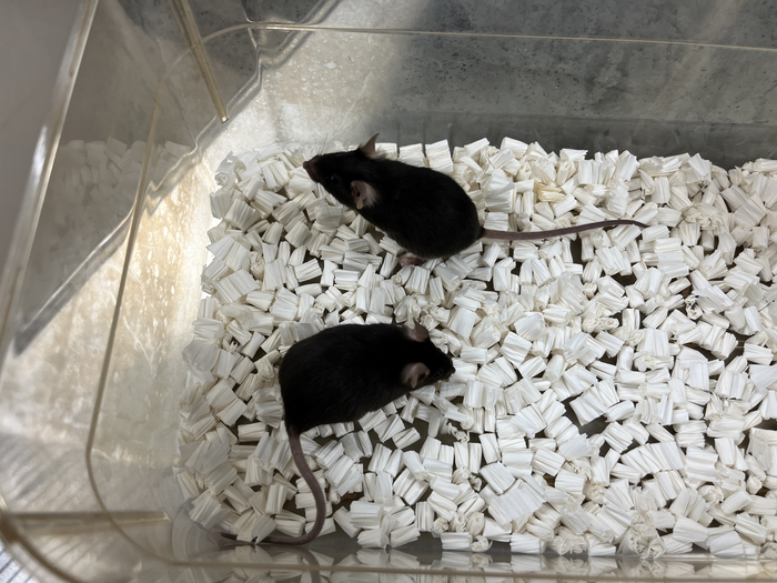 Alzheimer’s disease model mice