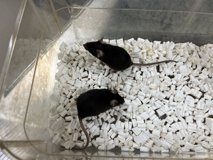 Alzheimer’s disease model mice [IMAGE] EurekAlert! Science News Releases