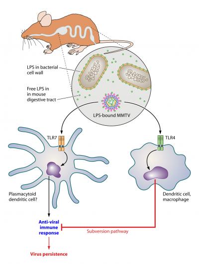 How Harmless Bacteria Gives Some Viruses a Boost (5 of 5)