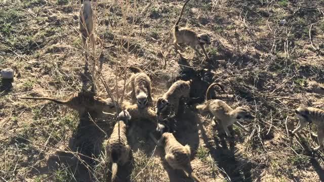 Meerkat Fight Video