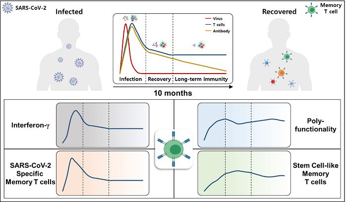 Immunological memory to SARS-CoV-2 assessed for up to 8 months after  infection