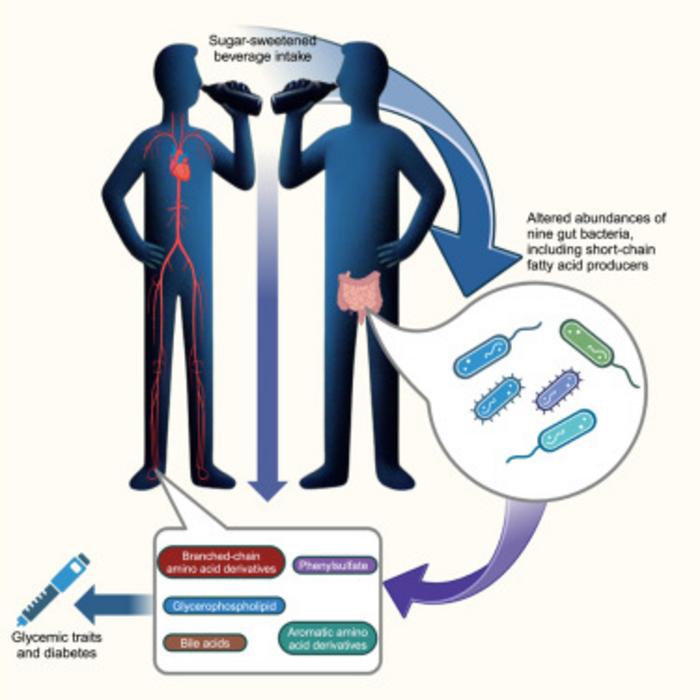 Sugar-sweetened beverages alter gut composition