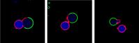 New Technique Sheds Light on the Mysterious Process of Cell Division (2 of 2)