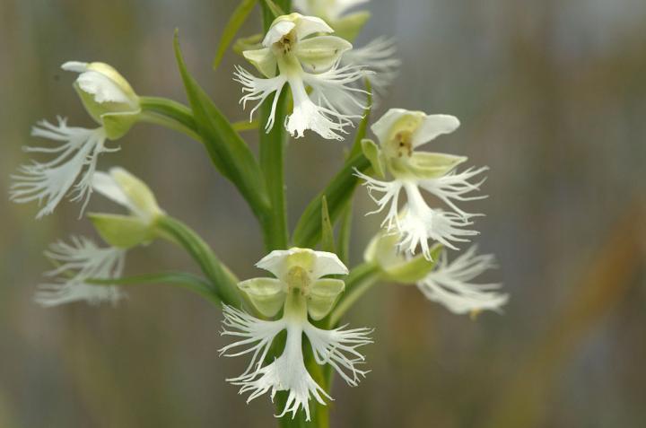 Eastern Prairie White Fringed Orchid