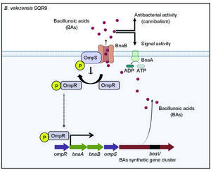 A working model of cannibalism in the biofilm development of B. velezensis SQR9.