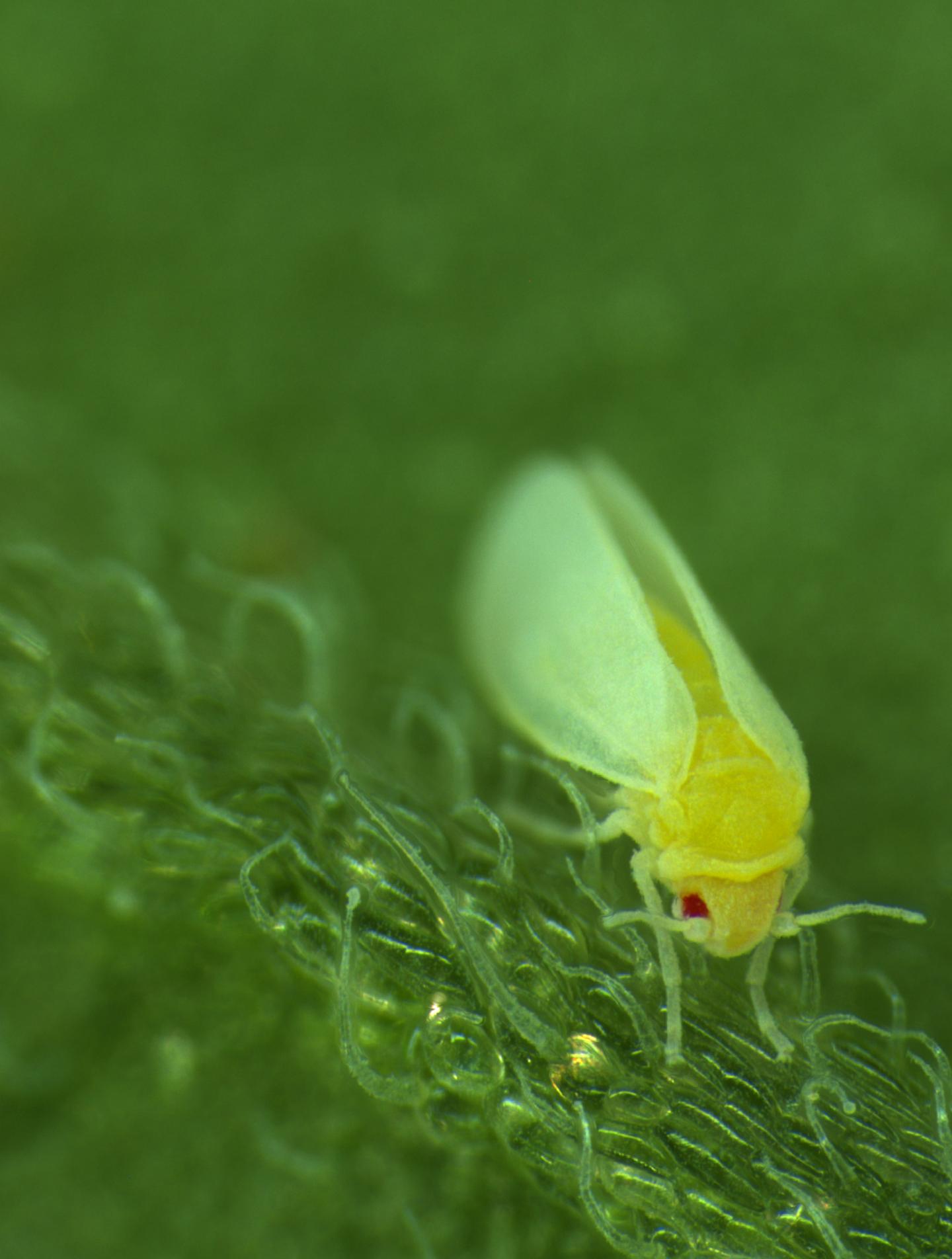 whitefly on leaf