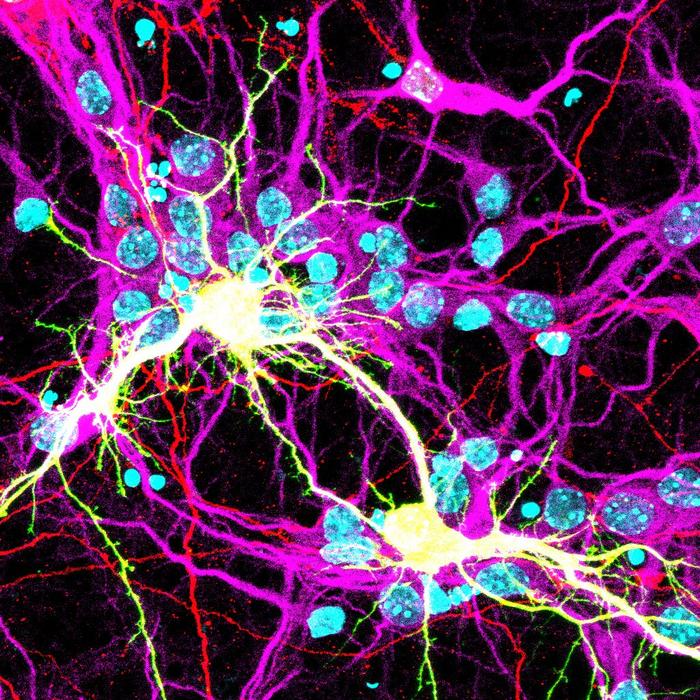 Fused neurons expressing the COVID-19 Spike protein