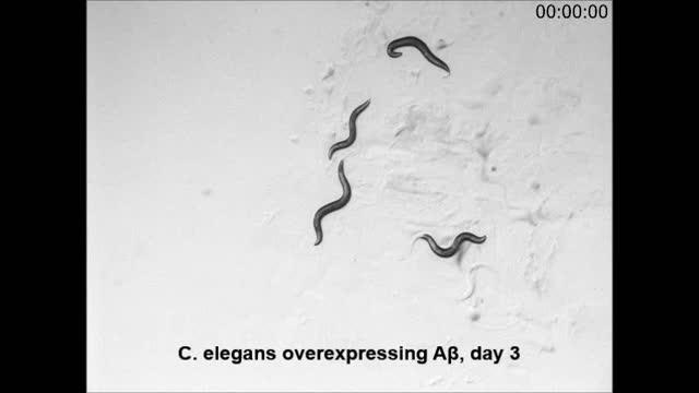 <i>C. elegans</i>