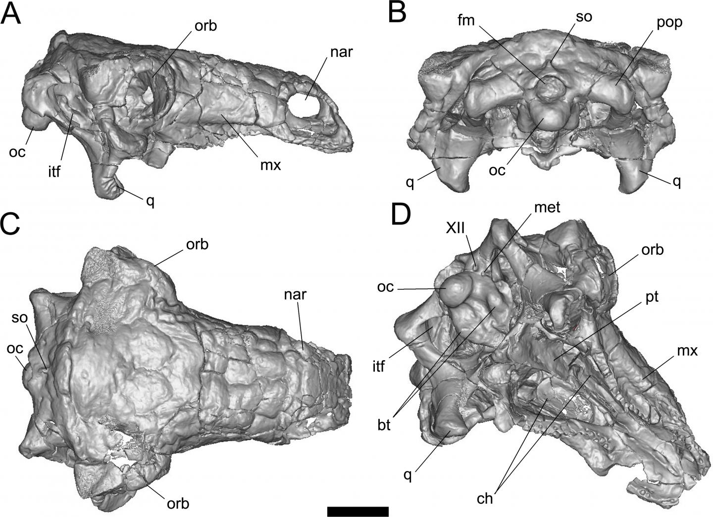 CT-based Reconstruction of <i>PawPawsaurus</i> Skull