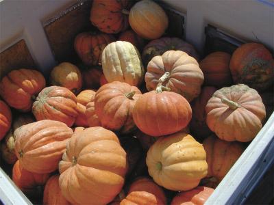 'Orange Buldog' Pumpkin