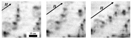 Microphotographs of Magnetic Polymers