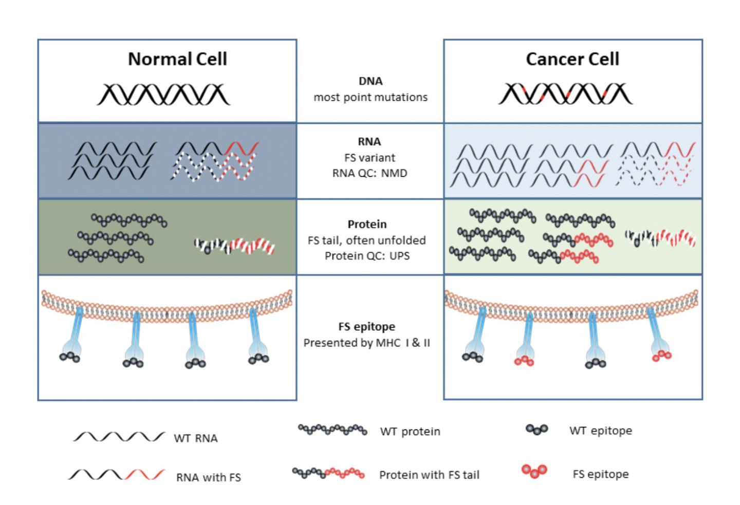 Discovery of new source of cancer antigens ma EurekAlert!