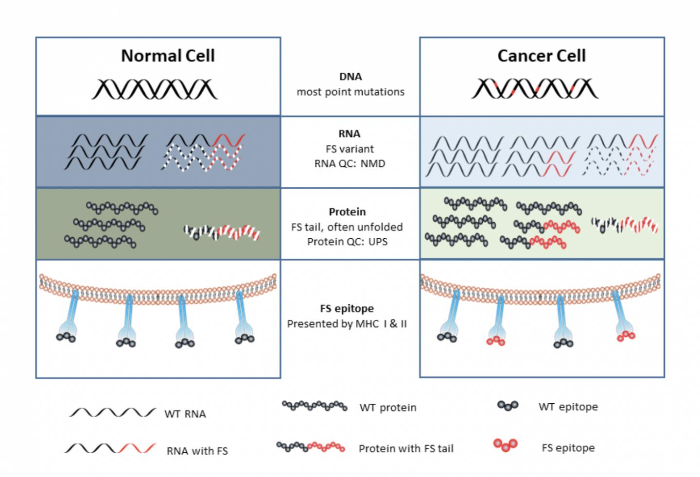 The Model for RNA-Based, Frame-Shift Peptide Production in Tumor Cells