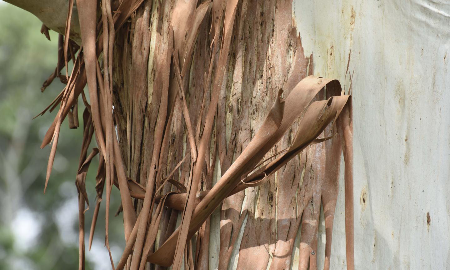 Eucalyptus Bark