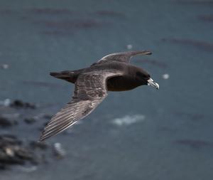 White-chinned petrel (2).jpg