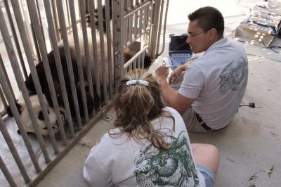 Giant panda Ultrasound (2 of 2)